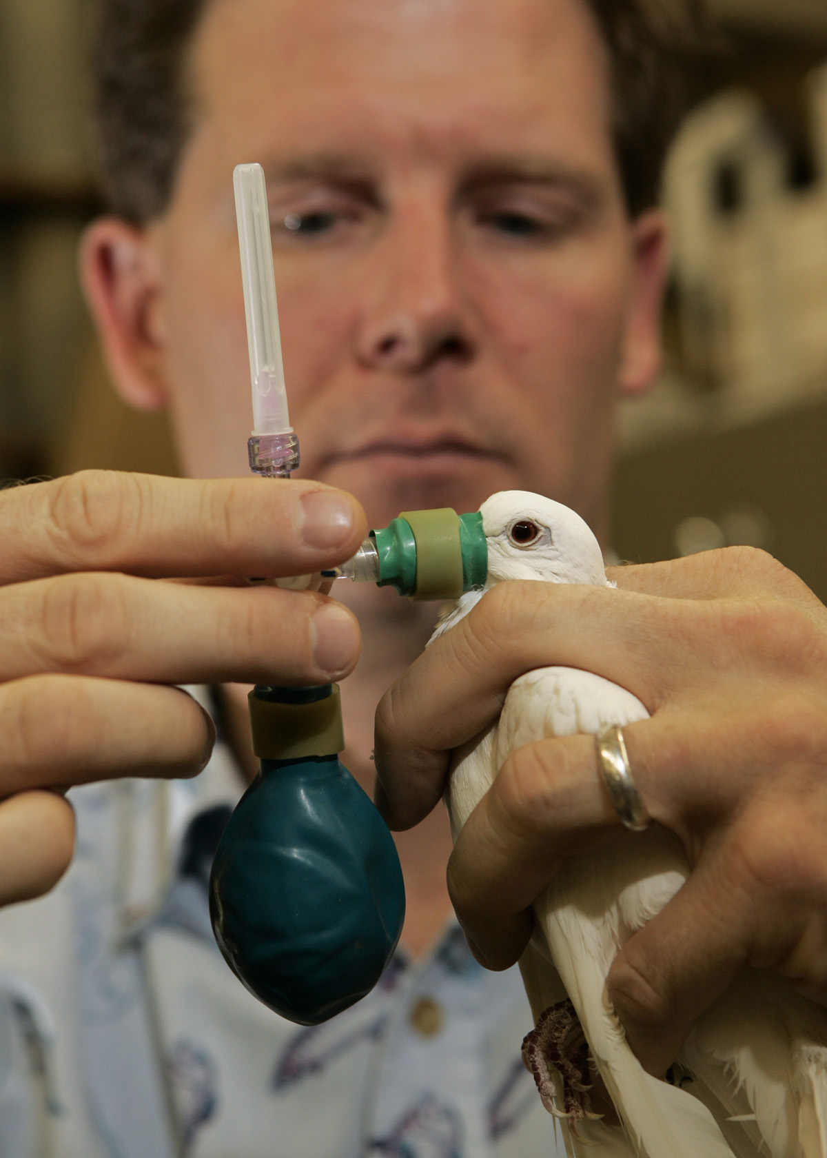 Scientists sniffing bird breath to help protect migration routes - BYU News