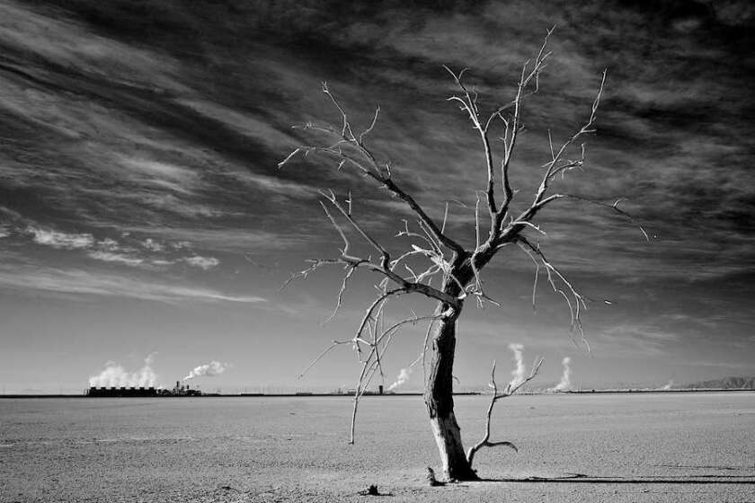 deadtree