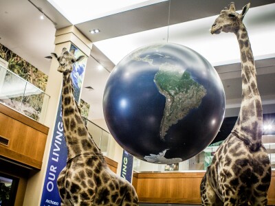 giraffes.jpg