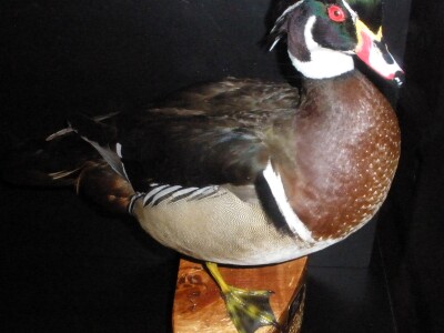 WoodDuck.jpg