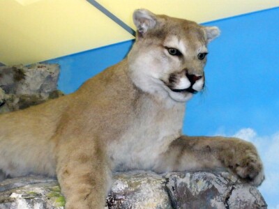 Cougar.jpg