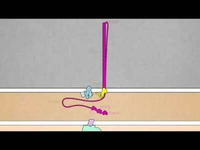 Mechanism of antibacterial contact-dependent growth inhibition