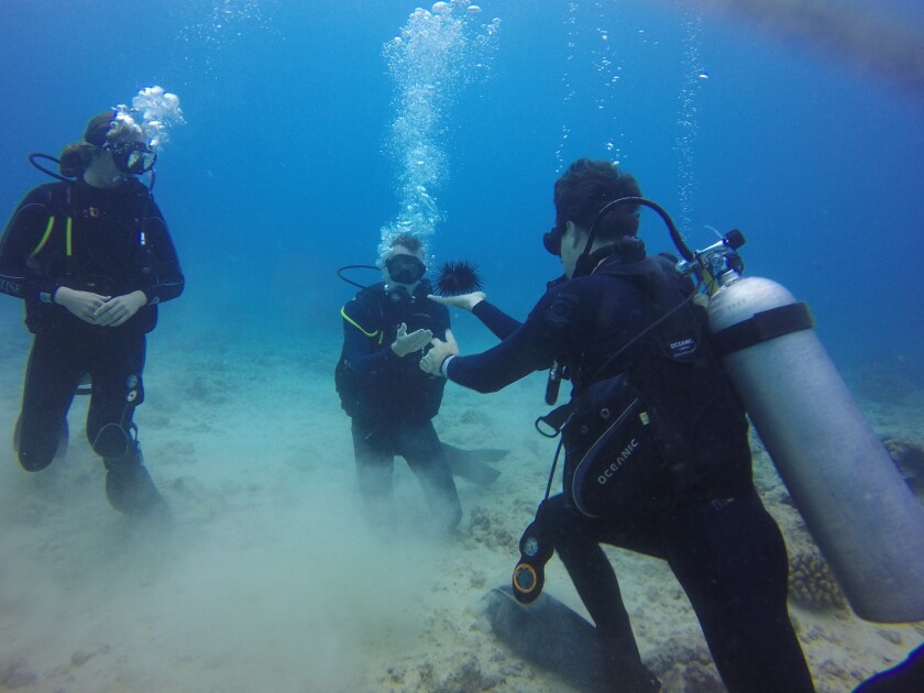 Three scuba divers are at the seafloor looking at a sea urchin one of the divers is holding.