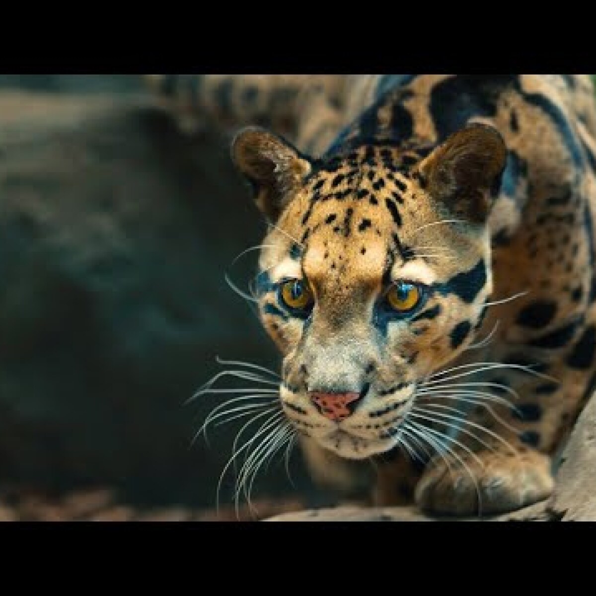 BYU clouded leopard study aids conservation efforts. Producer: Julie