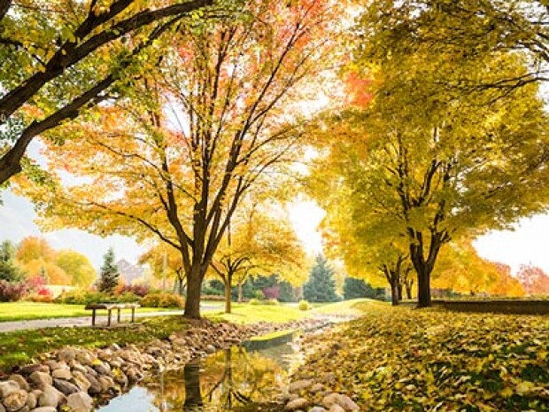 A beautiful fall scene with yellow leaves on the trees and a rocky creek bed.