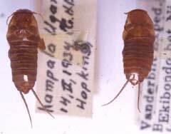 Hemimerus talpoides