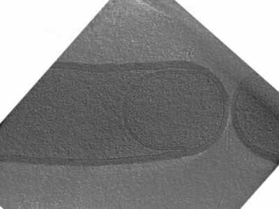 B. subtilis Sporulation