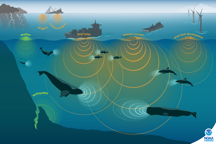 A graphic showing the different sources of sound in the ocean