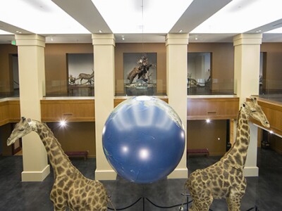 bean museum giraffes.jpg