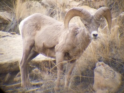 Sheep.jpg