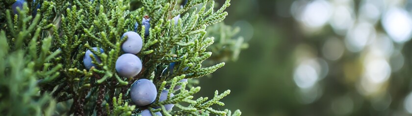 blue berry plant.jpg