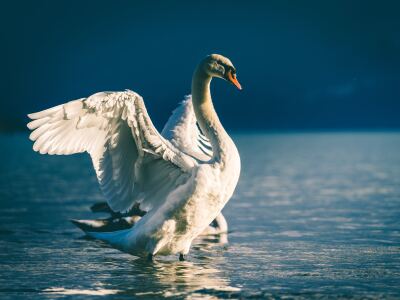 trumpeter swan.jpg