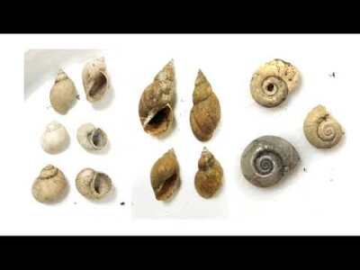 Discovering the Mollusks of Utah Lake and Learning Ecology Through Experience (Lafe Conner)