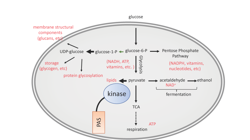 Paskinase