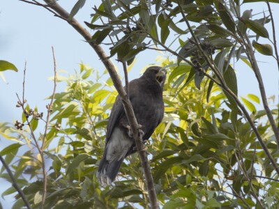 A hawk perched on a branch in Mexico City.