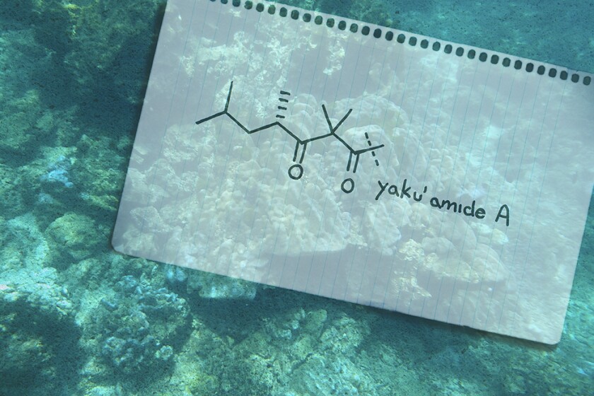 Yakuamide_A.jpg