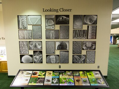 looking closer insects exhibit.jpg