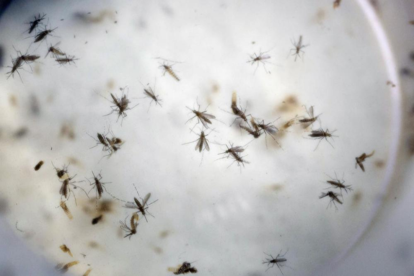 Dozens of mosquitos