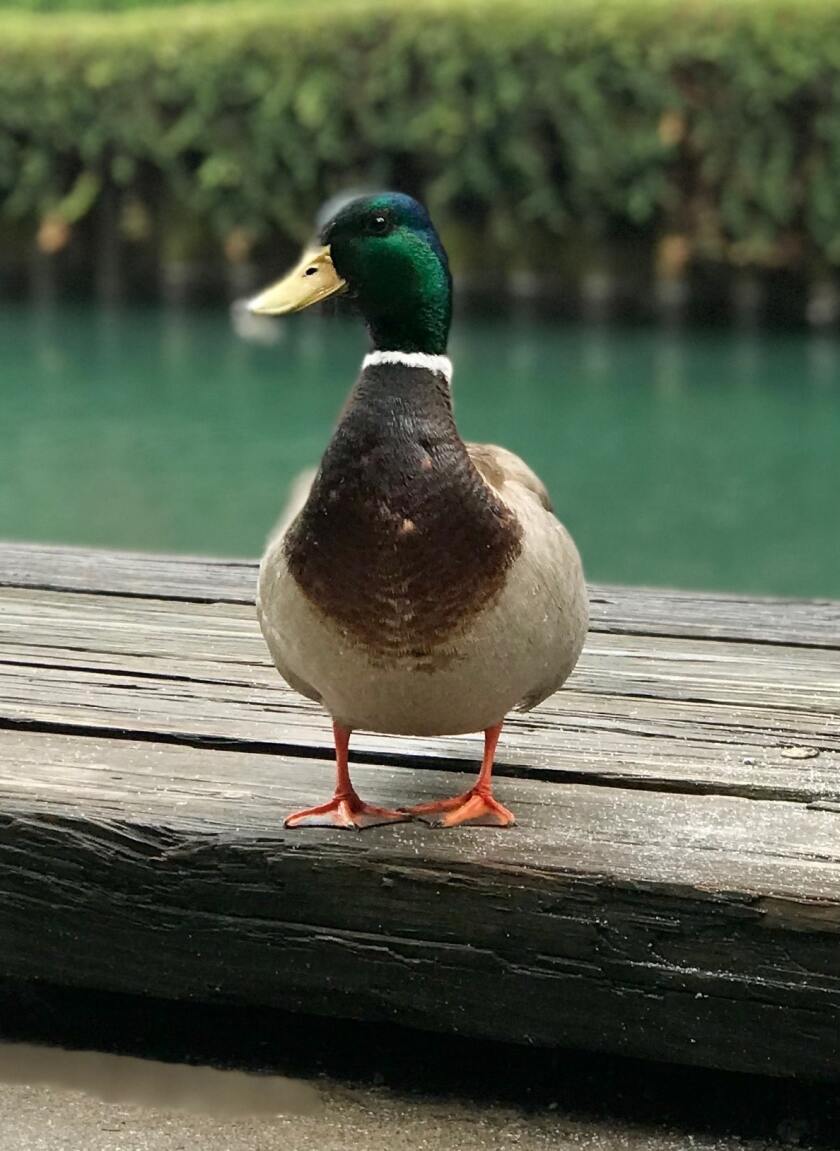 A mallard duck.