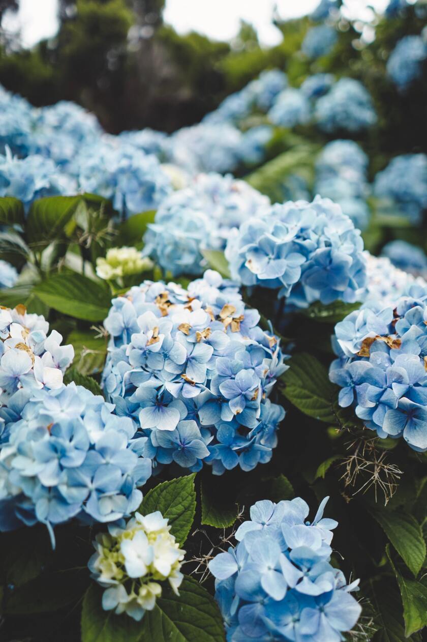 Blue flowers.