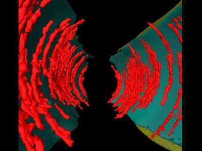 FtsZ in C. crescentus