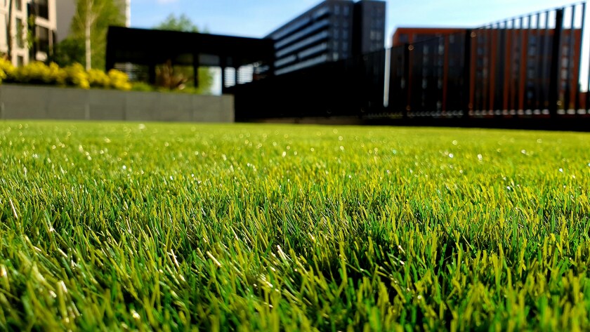 Grass, a building is blurred but visible in the background.