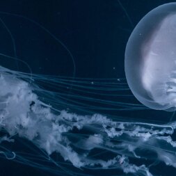 small jellyfish on dark blue background