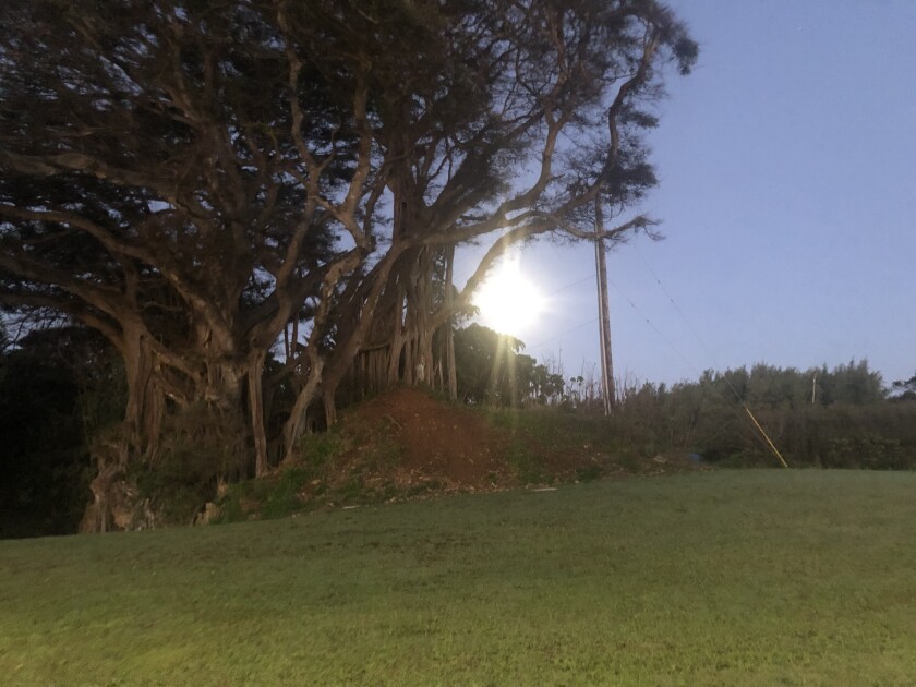 Light of the moon shining through the branches of a banyan tree on a green hill.