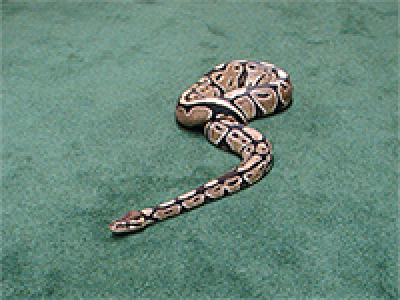 snake on green carpet.png