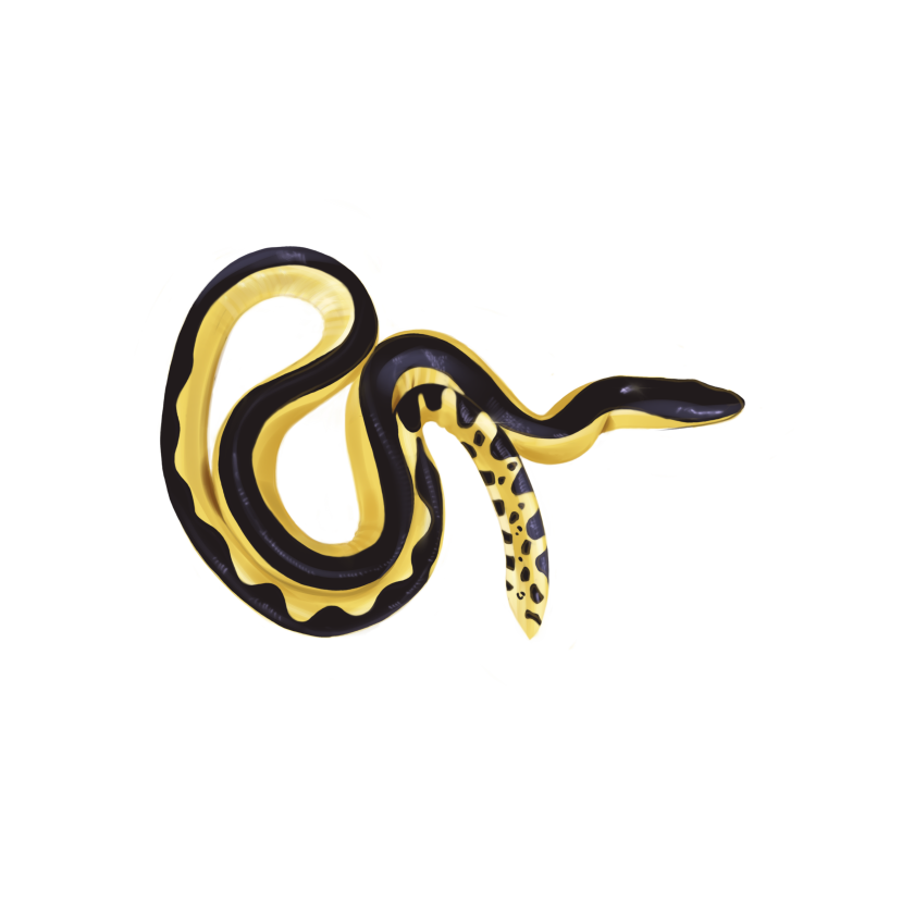 A yellow sea snake