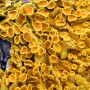 lichens.jpg