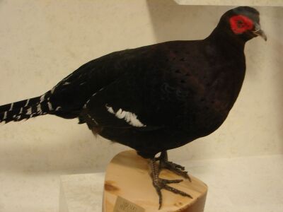 Mikado pheasant.jpg