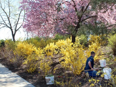 Grounds employee pulling weeds.