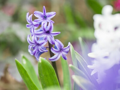 Flower 1.jpg