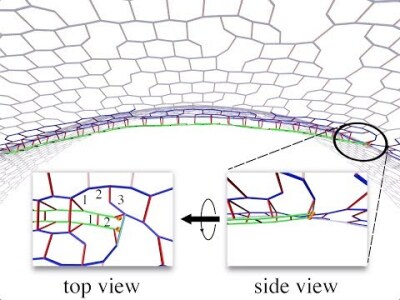 Coarse-grained simulations of Gram-negative bacterial cell division