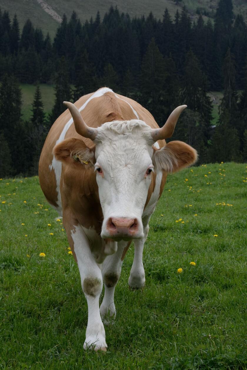 A cow in a pasture.