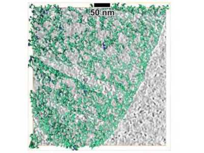 C. crescentus Peptidoglycan