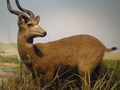 Sitatunga.jpg