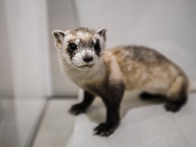 Black footed ferret.jpg