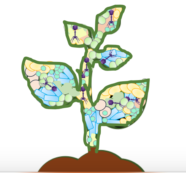 Microbiome