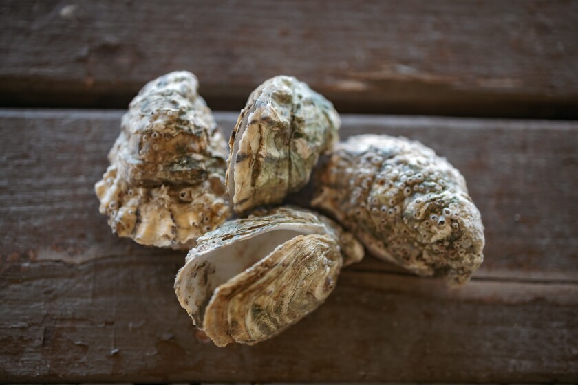 Four oysters resting on a wood table.