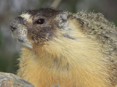 YellowBelliedMarmot.jpg