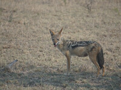 black backed jackal.jpg