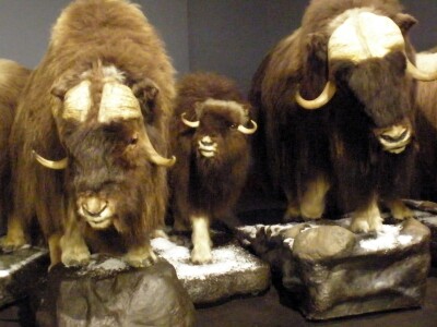 MuskOx.jpg