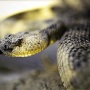 snake close up.jpg