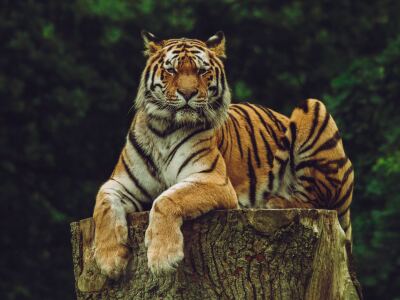 Bengal Tiger Matt Meese.jpg