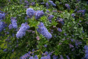 img_1108-300x200.jpeg