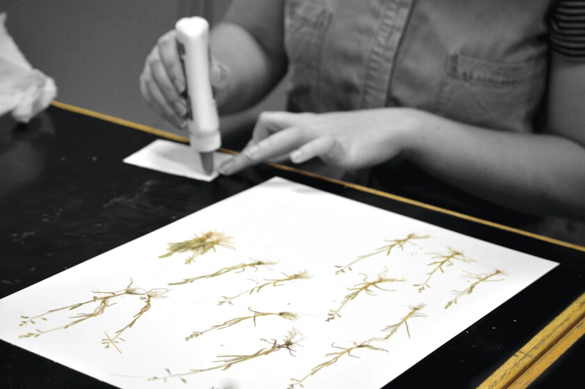 Gluing yellow Herbarium.jpg