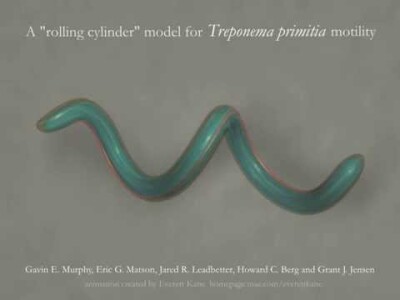 T. primitia Motility