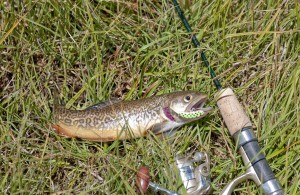 A Tiger trout caught on a fishermen
